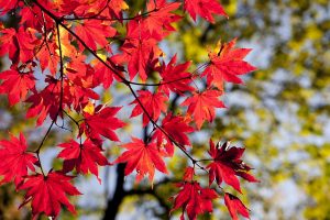 秋天。（圖／Pixabay）