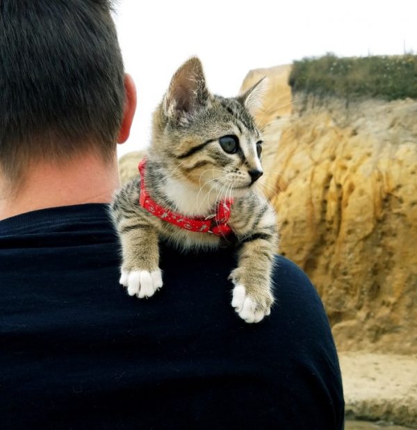 小貓從此變成他們上山下海的最佳旅伴！