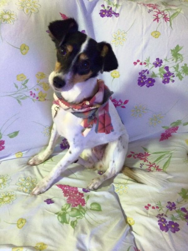 住在巴西的潘妮洛普是隻可愛的狗狗，牠現在正和把拔馬麻一同等待小主人的誕生！