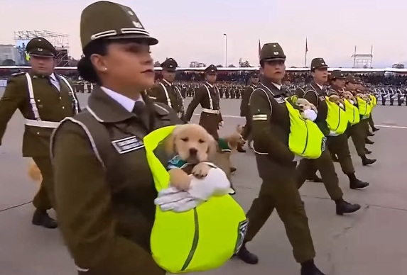 但今年更吸睛的，就是這群小幼幼啦！身為未來的軍警犬，牠們也被抱著出來見見世面！