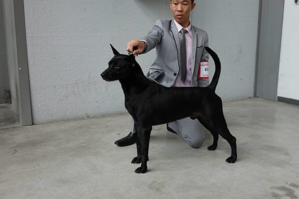 帥氣的台灣犬。（圖／翻攝自社團法人台灣畜犬協會Kennel Club of Taiwan粉絲專頁）