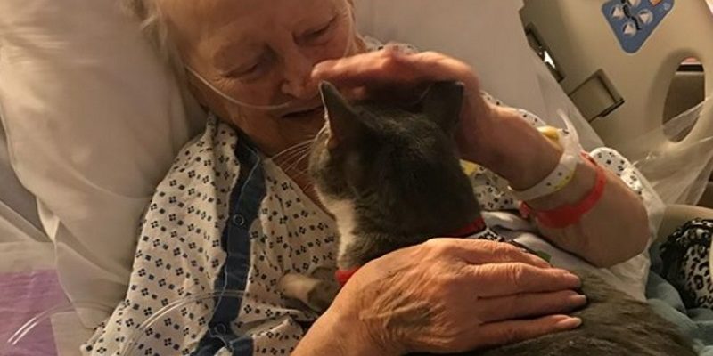 全盲貓咪擁有療癒力量　陪伴奶奶對抗癌症！　
