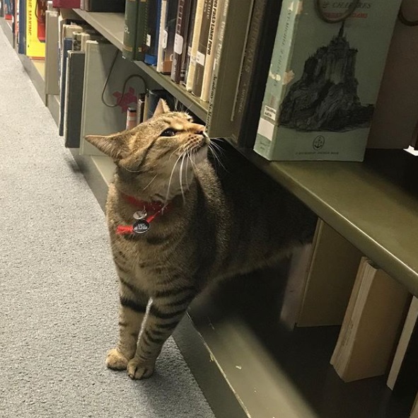 因為圖書館有這麼一隻盡責的喵星人館員，學生們也變得更喜歡往圖書館跑，大家都喜歡和露西互動，被牠療癒。