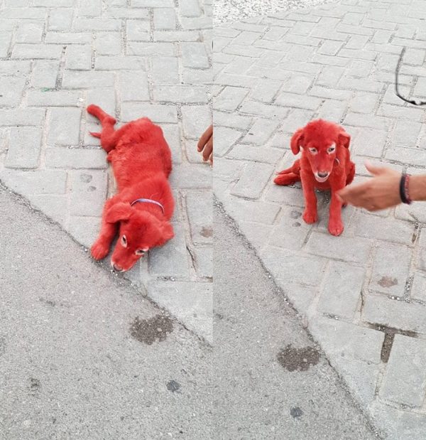 一隻小狗被染成怪異的大紅色，出現在難民營附近。一位住在難民營的男子聲稱狗狗是他的，因為他喜歡這種顏色，狗販子特地將小狗染色賣給他。