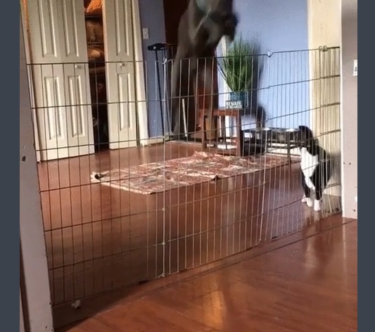 即使把圍欄加高，狗狗依然輕鬆跳過。
