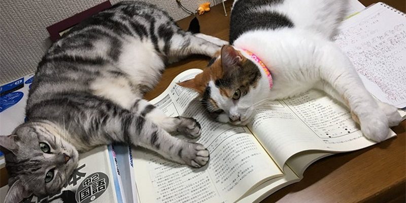 女兒說無法看書媽以為想偷懶　結果竟是貓主子霸佔課本！
