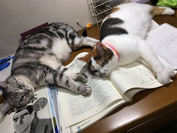 原來是佐助和小櫻躺在女兒的課本上妨礙她看書啊啊啊啊～