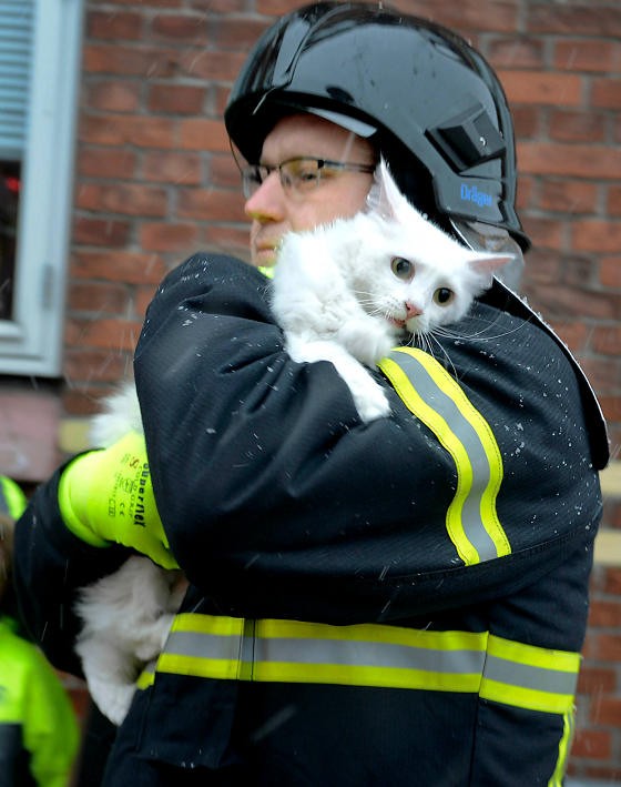 喵星人和人類一樣，遇到火災時也是會驚慌失措的。圖中為一隻住在丹麥的貓咪，被消防隊員從火場救出後柔弱地靠在人家的懷裡，大大的眼睛訴說著遇到火災的驚嚇和委屈。（圖／imgur＠t0jiM）