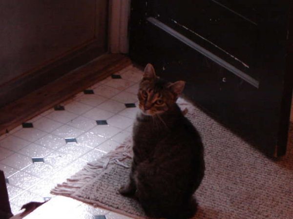 麥特和室友幫這隻突然出現的貓咪取名為Spritzer，正式領養了牠。