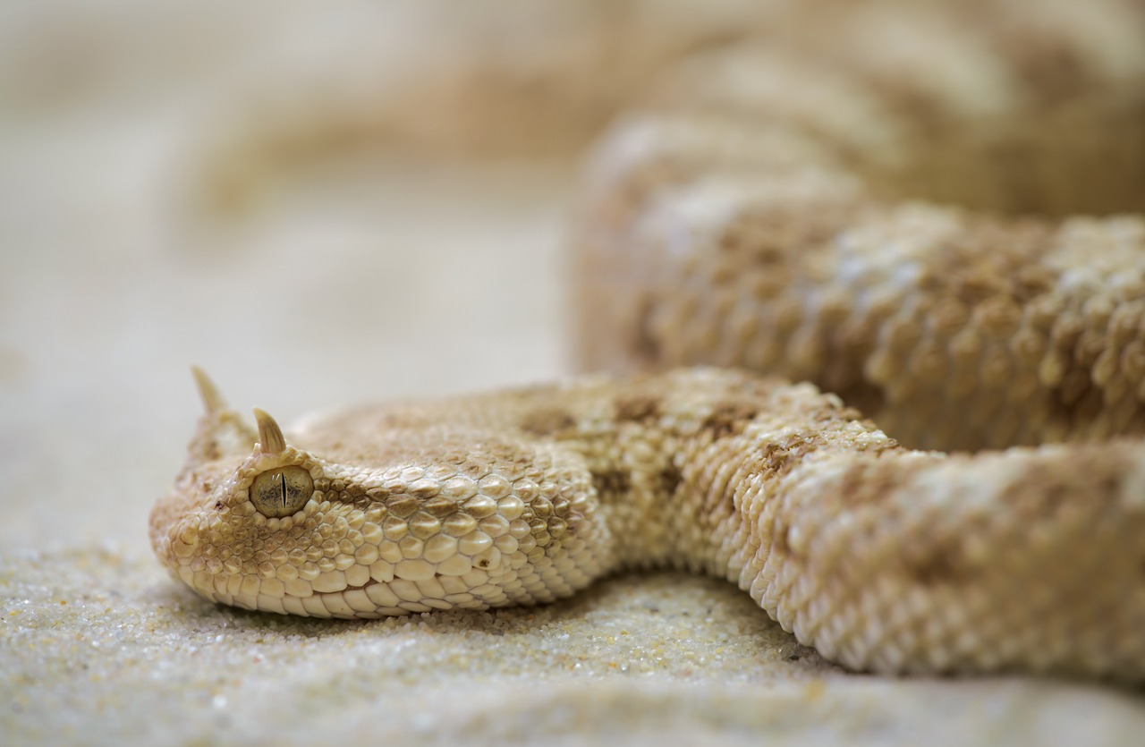 若遇上了黑水溝蛇妖，將有喪命的可能（圖／pixabay）