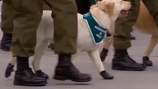 軍警犬們也穿上鞋子精神抖擻地跟在領犬員身邊行進。