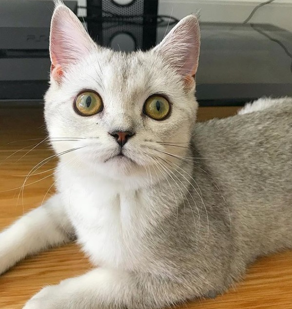 Mimo是一隻可愛的灰白色貓咪，經常會做出許多可愛舉動。