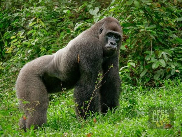 波波是一隻西部低背大猩猩，牠1996年就被Ape Action Africa救援，從此在保育中心裡生活。