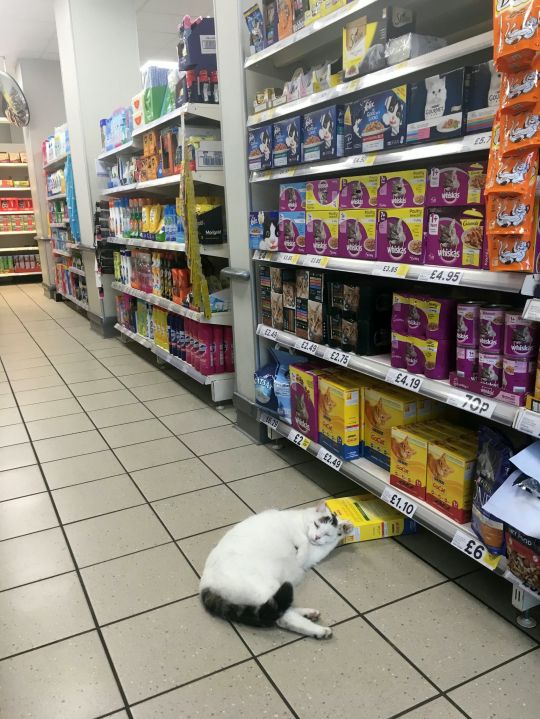 超市客人梅蘭妮雅某天早上趁上班前進去採買，竟意外看到一隻貓咪路倒在寵物食品區！
