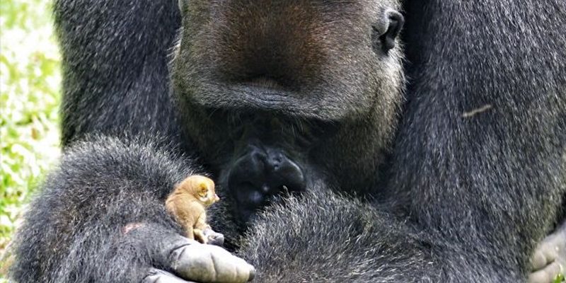 溫柔大猩猩意外遇上小嬰猴　可愛互動暖煞人！
