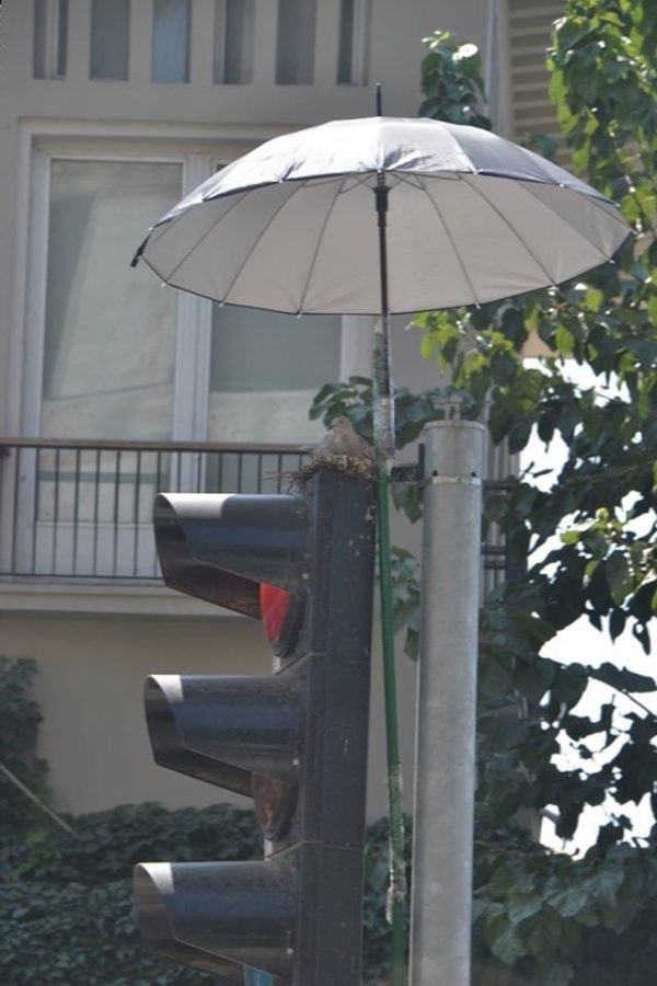 許多新聞媒體也報導了紅綠燈鳥巢的新傘，這證明了簡單的善意也可以發揮正面影響力！埃爾多安也希望大家都能學習這樣的精神，對動物能更有同理心。（圖／facebook＠Çıplak ayaklılar）