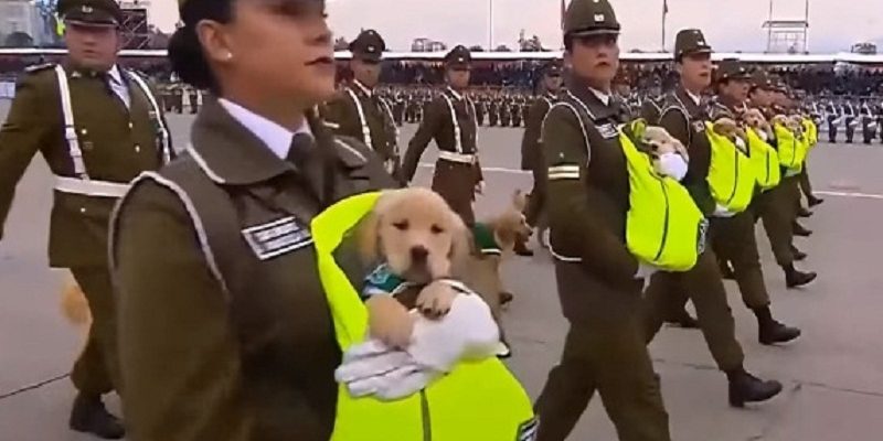 史上最可愛閱兵！智利閱兵典禮女軍官抱小幼犬吸睛全世界
