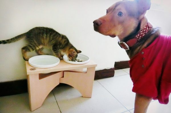 Healer面對貓咪搶飯，完全不會生氣。（圖／翻攝自粉絲專頁天生一對 治癒犬與愛人貓）