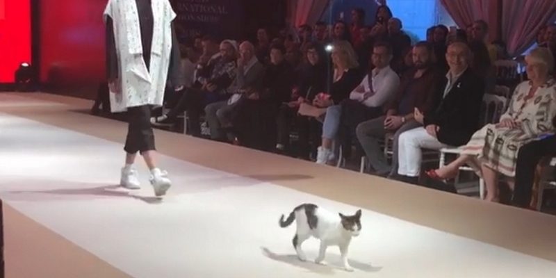 貓咪亂入土耳其時尚伸展台　在模特兒面前大秀正港貓步！
