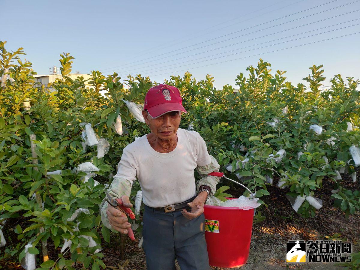 ▲社頭鄉芭樂農蕭振清參加「中部地區番石榴年度評鑑賽」，比賽前夕，宵小把要參賽的芭樂摘光光，蕭振清只好以「備用」芭樂參賽，仍拿下個人獎冠軍。（圖／記者陳雅芳攝，2018.10.08)