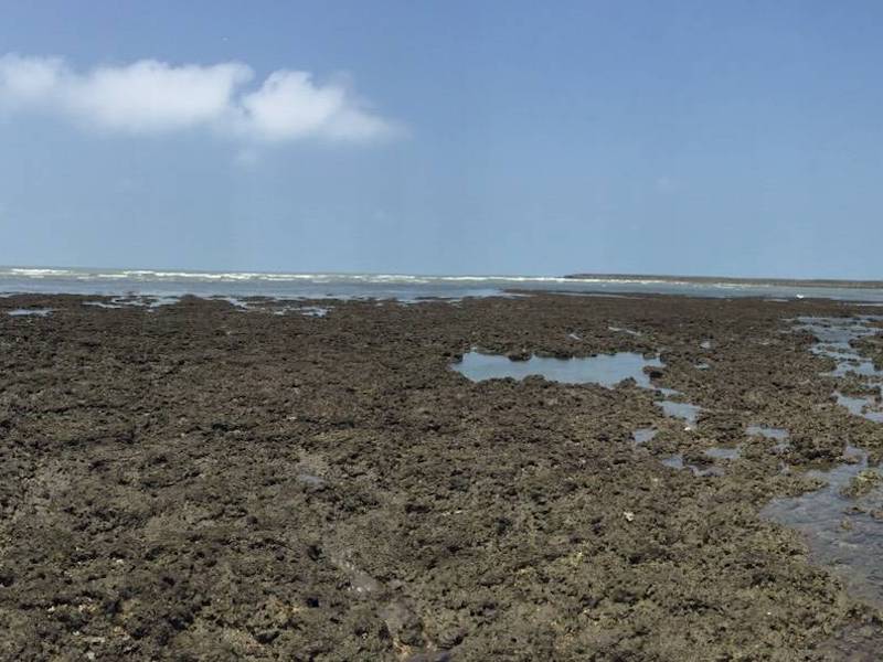 ▲中油將在桃園大潭興建第三天然氣接收站，環團質疑將危及藻礁生態，圖為現址狀況。（圖／中油提供）