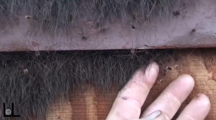 ▲一名阿拉斯加男子在家中暖氣口旁發現大量蜘蛛。（圖／翻攝自Youtube）