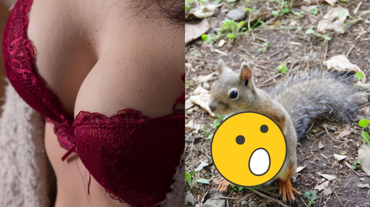 ▲一張「爆乳松鼠」照從日本紅到英國。（圖／翻攝Pixabay、ぼぶ推特 , 2018.10.16）
