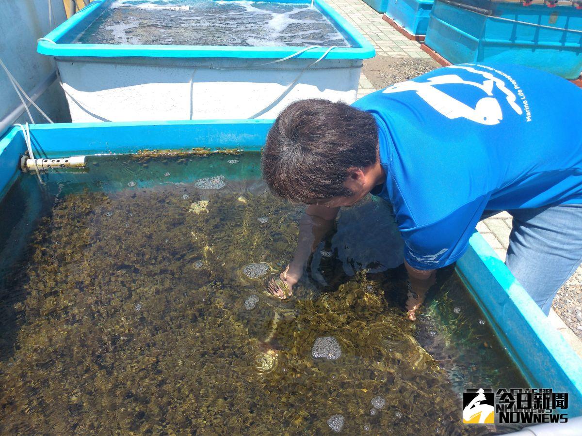 ▲澎湖水產種苗繁殖場用空心磚在海底大量繁殖馬尾藻（圖／記者張塵攝 , 2018.10.17）