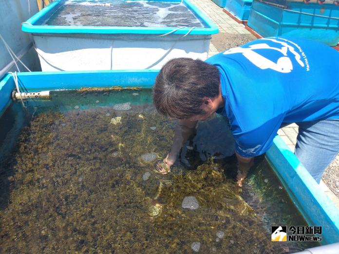 澎湖馬尾藻人工藻床繁殖有成　海膽幼苗食物無虞
