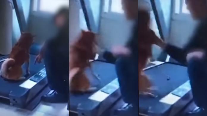 ▲消防員爆打柴犬影片在網路瘋傳。（圖／翻攝黑色豪門企業）