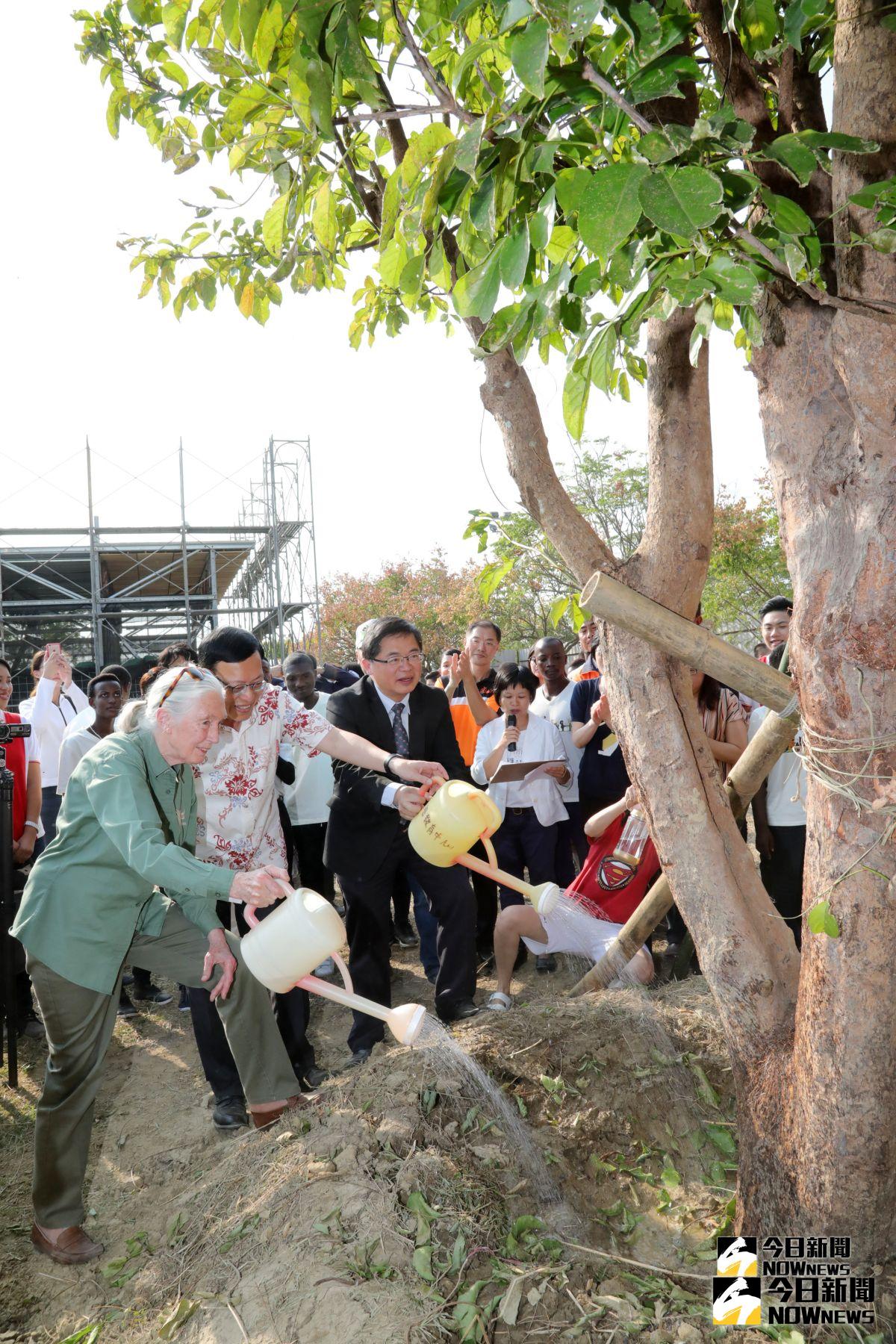 ▲台南市代理市長李孟諺(右一)、長榮大學校長李泳龍(中)、珍古德博士共同移植老樹。(圖/記者陳聖璋翻攝)