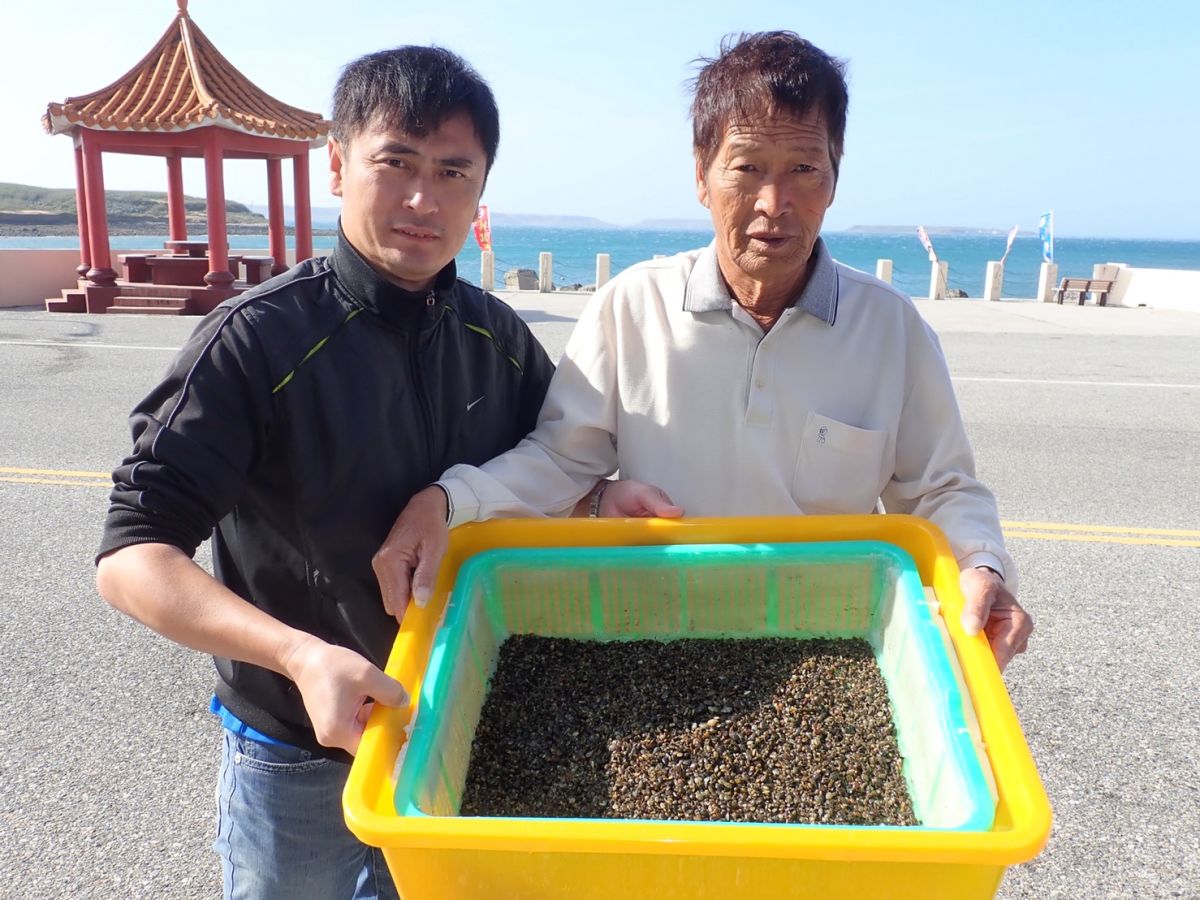 ▲澎湖水產種苗場放流10萬顆小眼花簾蛤  以人工復育海瓜子（圖／水產種苗場提供 , 2018.10.30）