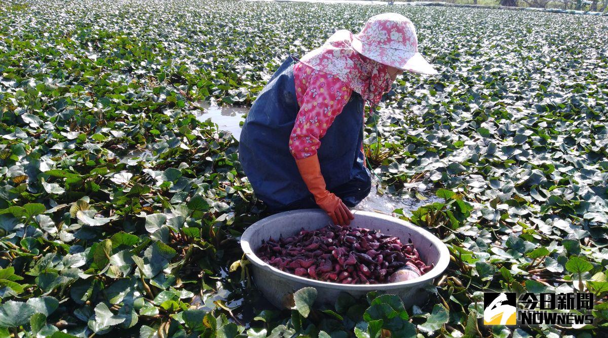 ▲水林活水灌溉栽種的紅菱角。（圖／記者洪佳伶攝，2018.10.30）
