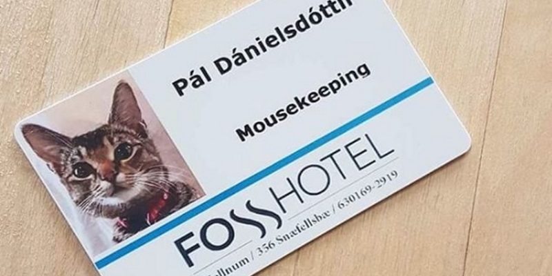 冰島貓咪捕鼠員表現出色　飯店正式聘用還有超萌員工證！
