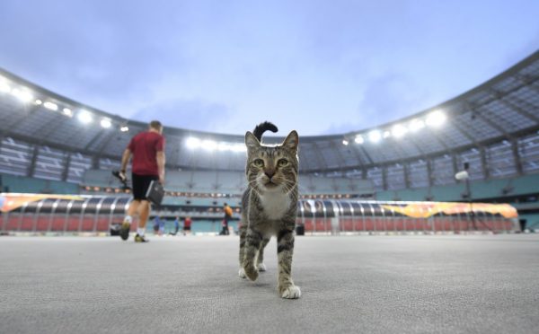 兵工廠在巴庫的奧林匹克運動場進行賽前訓練時，一隻虎斑貓突然出現！