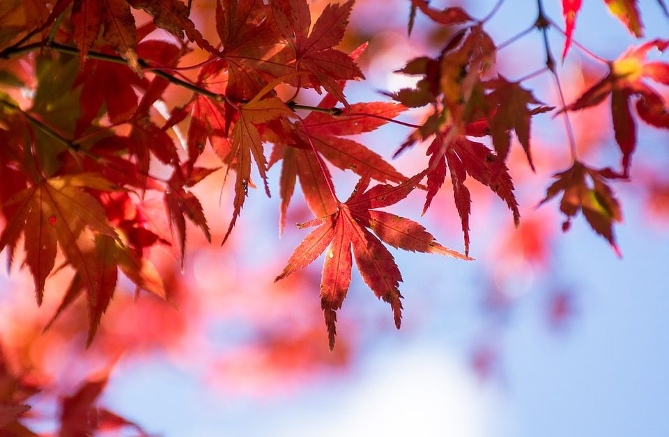 霜降雖然是賞楓的好時期，但要注意天氣變化，命理師也提醒「4生肖」應小心血光之災。（示意圖／Pixabay）