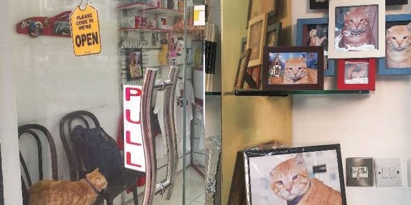 阿拉伯貓咪收編沖印店　成當地偶像攬生意
