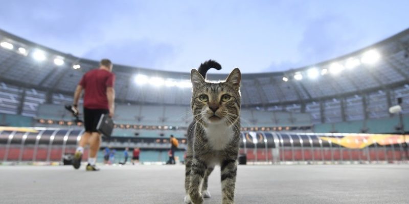 兵工廠遠赴亞賽拜然踢歐霸盃　巧遇當地貓咪來迎賓！
