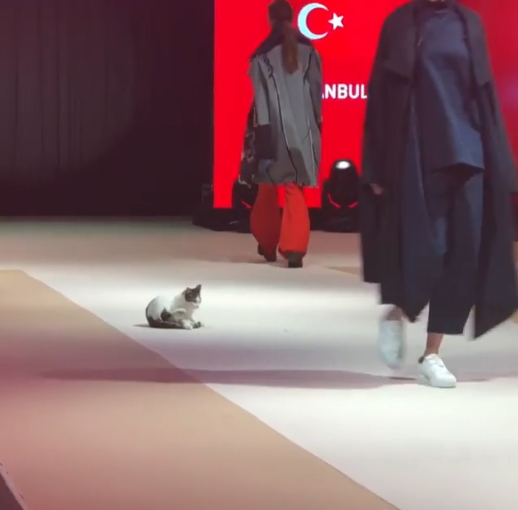 日前在伊斯坦堡的Vakko ESMOD國際時尚秀的舞台上，出現了一隻未受邀的貓咪佳賓。