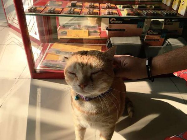 店員為橘貓取名為湯姆，然後有一天，湯姆大膽地跟著店員進到店裡，然後就再也沒有離開了，牠決定要收編這間店！
