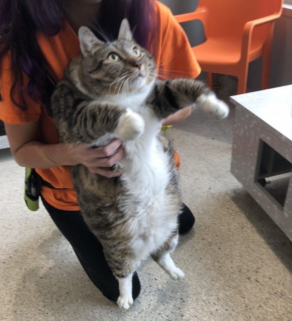美國收容所The Jacksonville Humane Society日前收容了一隻重量級貓咪，虎斑貓甜甜圈因為前主人的放任，導致體重飆升到13公斤！