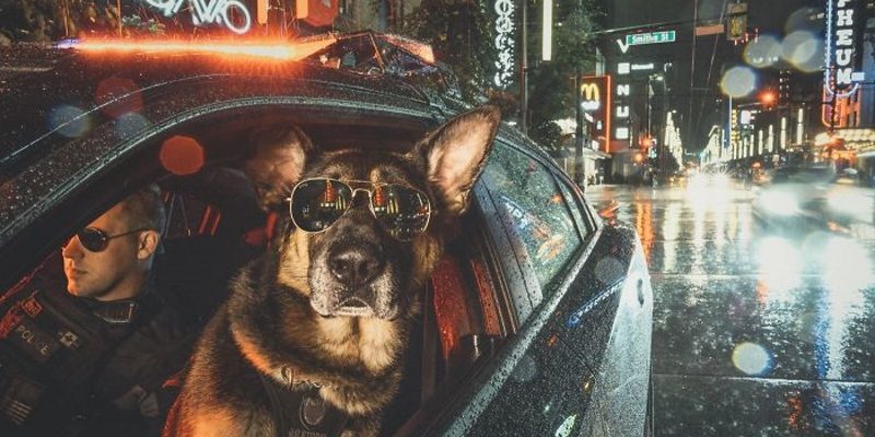 溫哥華警犬為慈善拍年曆　化身硬漢狠角色帥慘！
