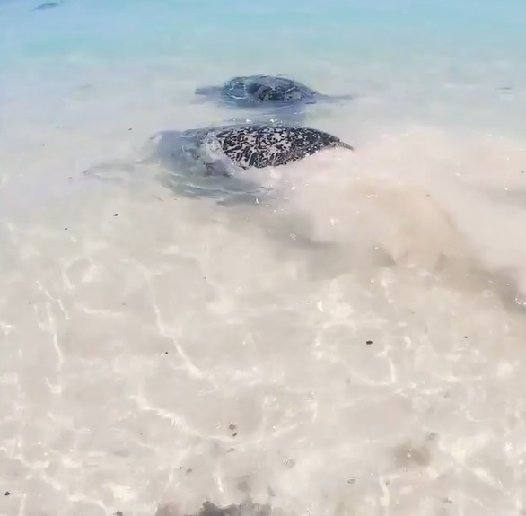 終於得救的海龜開心地揮舞四肢和同伴一起悠遊在海裡～