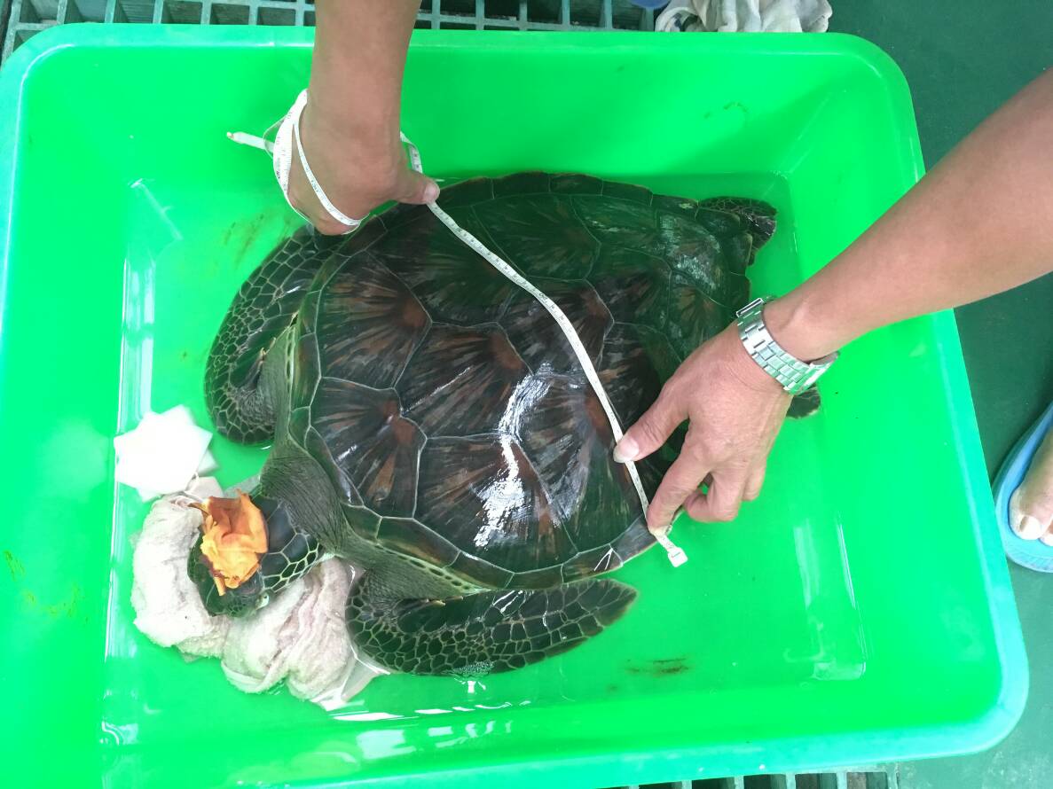 ▲一隻40.5公分長的綠蠵龜疑似被船隻的螺旋槳打到爆頭（圖／澎湖縣家畜疾病防治所提供 , 2018.11.07）
