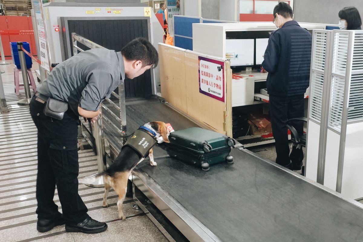 ▲根據農委會統計，日前大陸「雙 11」網購活動期間內，各大網購平台上竟有多達 1800 多件「豬肉產品」的訂單是來自台灣網友所訂購。（資料圖片／金門縣府提供, 2018.11.07）