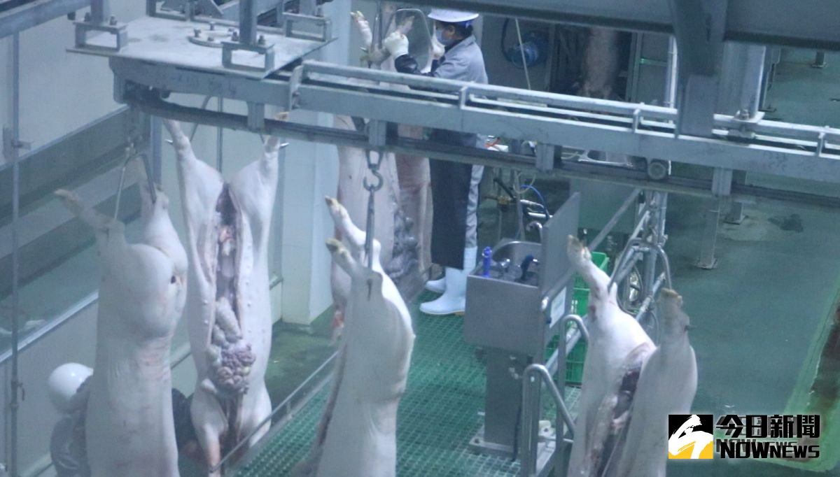 ▲非洲豬瘟蔓延，黑龍江的台企嘉一香不受影響，透過現代化的養殖方式，建立起全中國大陸單體最大的養豬場和飼料廠。 (圖 / 記者吳文勝攝)