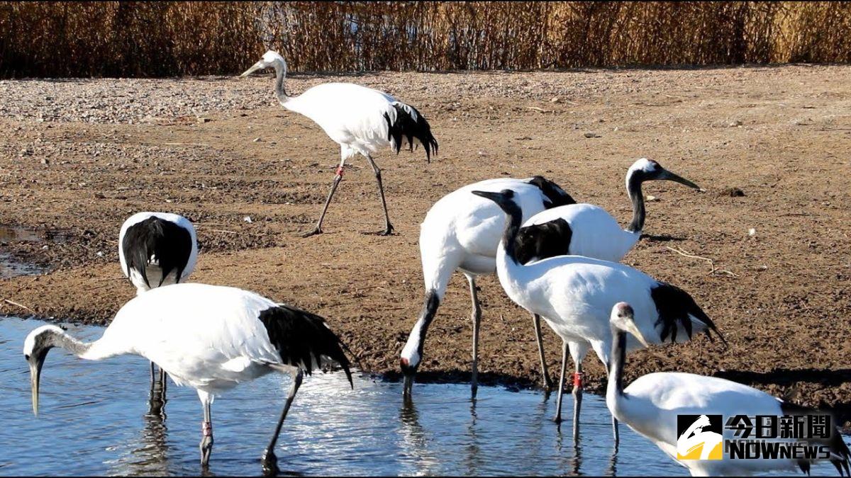 ▲齊齊哈爾的扎龍溼地保育區，保育有成400多隻丹頂鶴，佔全世界僅存數量的五分之一。(圖 / 記者吳文勝攝)