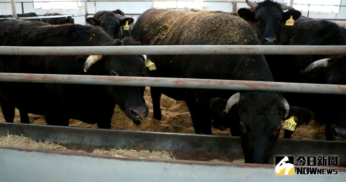 ▲台商在黑龍江所飼養的「龍江和牛」，目前在哈爾濱、上海等高檔餐廳，深受饕客喜愛。 (圖 / 記者吳文勝攝)