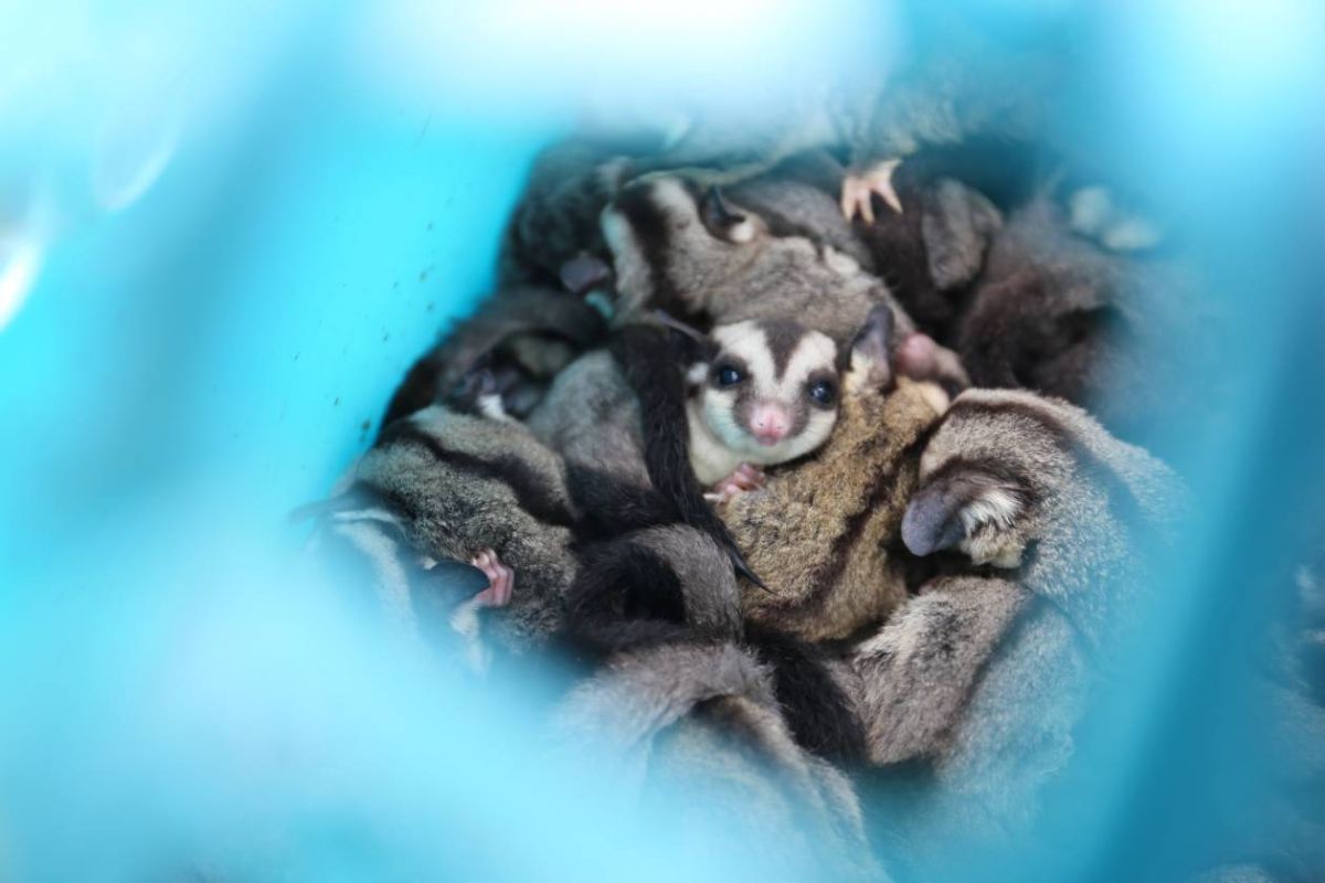 ▲金門岸巡查獲自台灣走私蜜袋鼯。（圖／金門岸巡隊提供, 2018.11.12）