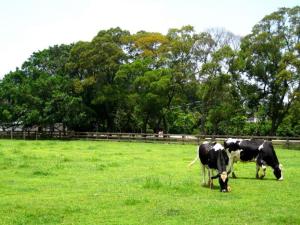 被控埔心牧場變更開綠燈！三立爽賺百億元　國土署：一切依法辦理
